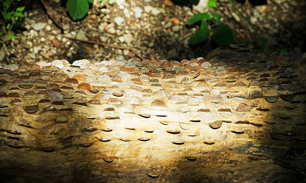 baliza de dinheiro - british currency coin two pence coin british coin imagens e fotografias de stock