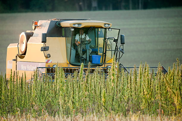 Harvester working on a hemp field Purkering, Bavaria, Germany. September 23rd 2013. Combine harvester bringing in hemp plants from a field in Bavaria. Hemp is an agricultual crop and is used for several purposes like food and fabrics. The cultivation of hemp is promoted by the EC and becoming more popular in Bavaria. It`s not possible to produce narcotics from Hemp since it doesn`t cointain Tetrahydrocannabinol (THC). bong photos stock pictures, royalty-free photos & images