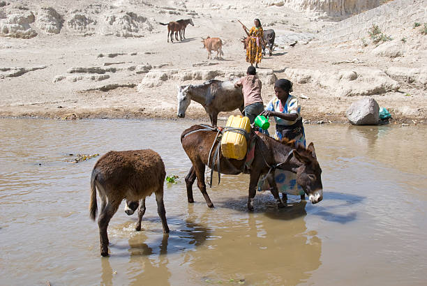 여자 충전 jerrycans 전속 on the back of a 당나귀 - animal africa ethiopia mule 뉴스 사진 이미지