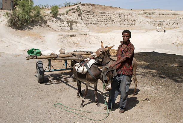 молодой эфиопского человек, стоя рядом с его donkey экипаже - animal africa ethiopia mule стоковые фото и изображения