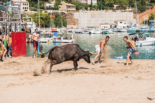 Javea, Spain - September 2, 2013: From August 25 to September 8 festivals take place in honor of the Virgin of the Sea Customs Loreto, near the port of Javea. Some guys try to dodge the bull and fall it to the sea (then removed, of course). This is the popular \
