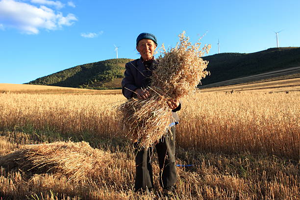 vieille femme récolte blé dans le champ - windmill cultivated land crop day photos et images de collection
