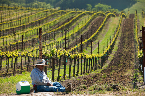 Napa Valley, CA - April 18, 2009 Vineyard worker takes lunchbreak in the early grape growing season. New growth on the vines marks the beginning of the grape growing season in Napa.
