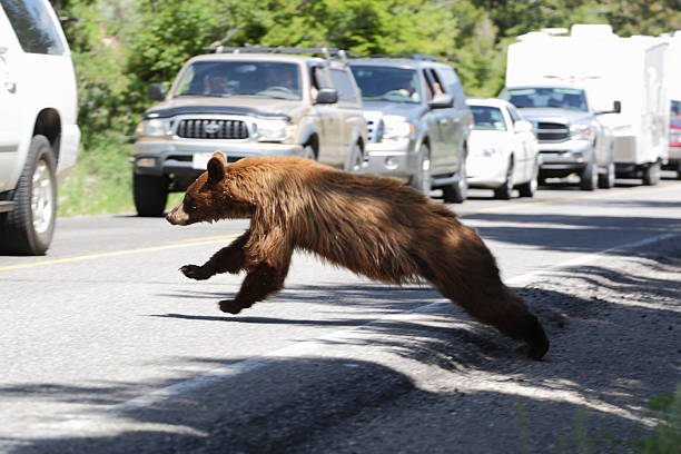 Yellowstone National Park, Wyoming, USA - July 7, 2009:  A young grizzly bear runs across Grand Loop Road at Yellowstone National Park.