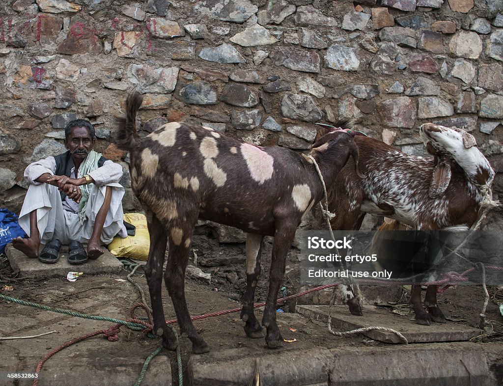 Pastore di capre rest - Foto stock royalty-free di Eid al-Adha