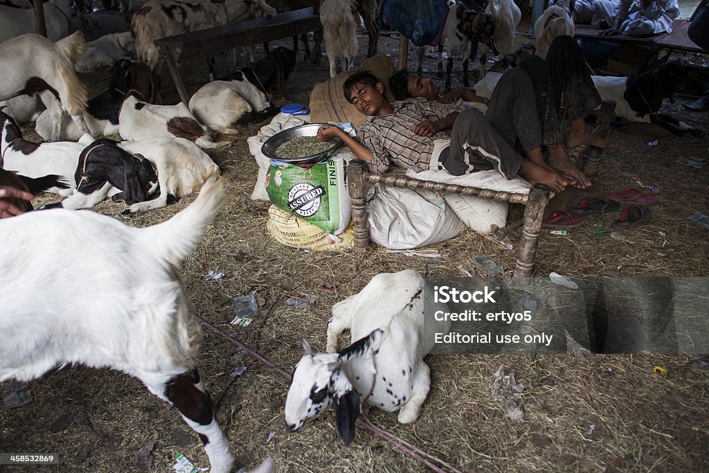 Коза herder на человек - Стоковые фото Жертвоприношение роялти-фри