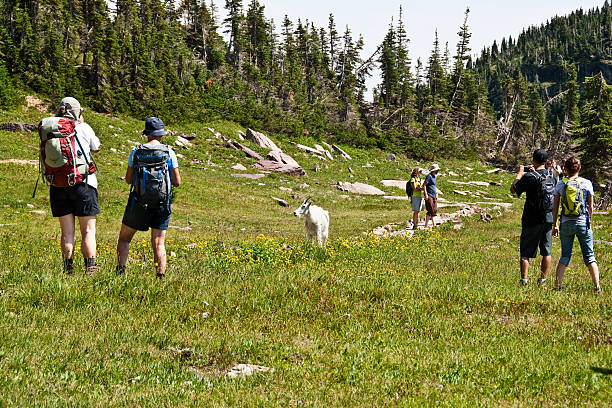 Mountain Goat Surrounded by Hikers Glacier National Park, Montana, USA - August 13, 2013: This lone mountain goat on the Hidden Lake Trail, surrounded by a group of hikers, is the center of attention. jeff goulden glacier national park stock pictures, royalty-free photos & images