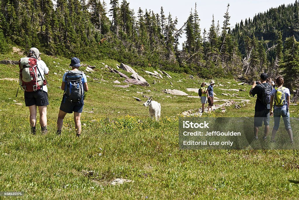 Cabra das Montanhas Rochosas cercado por caminhantes - Foto de stock de Montana royalty-free