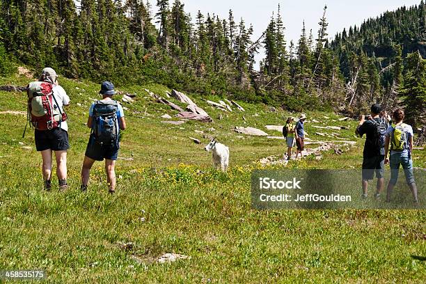 Foto de Cabra Das Montanhas Rochosas Cercado Por Caminhantes e mais fotos de stock de Montana