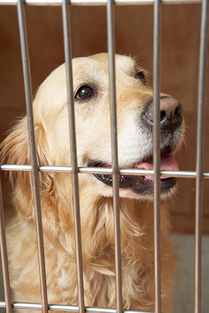istock Golden Retriever Dog In Cage At Veterinary Surgery 458535225