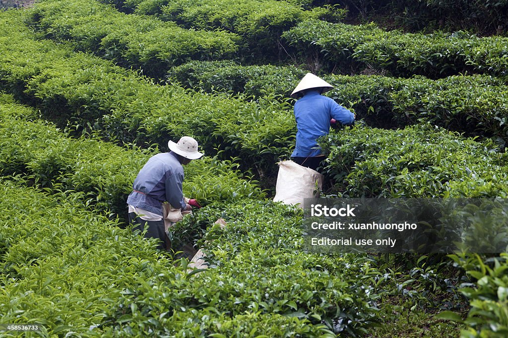 Arbeiter Sie Teeblätter in plantation - Lizenzfrei Agrarbetrieb Stock-Foto