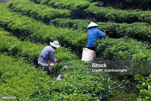 員茶葉のプランテーションでのお迎え - ダラットのストックフォトや画像を多数ご用意 - ダラット, ツバキ科 チャノキ, プランテーション