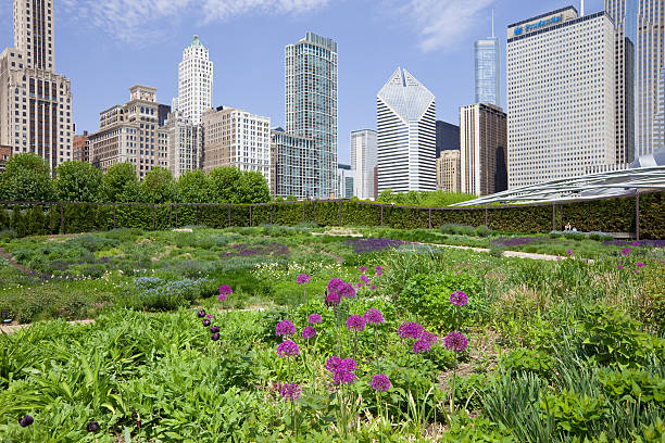 Lurie Garden in Millenium Park Chicago USA Chicago, USA - May 24, 2011: Flowers and plants in Lurie Garden, located in Millenium Park, Chicago, while in the background a young woman is sitting on a bench. lurie stock pictures, royalty-free photos & images