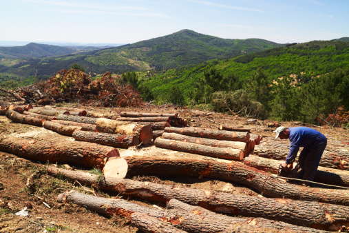 Villuerca, Spain - May 15, 2011: A lumber worker cuts wood logs in the Sapnish landscape of the Villuerca Sierra.