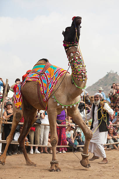 camel fair - camel fair stock-fotos und bilder