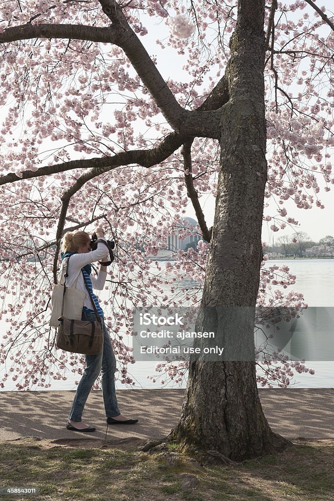 Turysta jest patrzeć na kwiaty wiśni, tidal basin, Waszyngton - Zbiór zdjęć royalty-free (Depresja - Land Feature)
