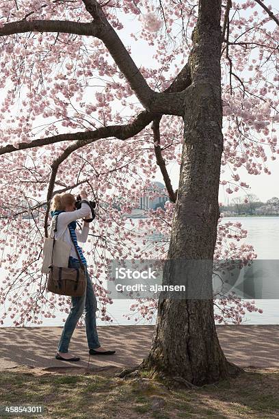 Foto de Está Procurando No Cherry Blossoms e mais fotos de stock de Adulto - Adulto, Andar, Beleza