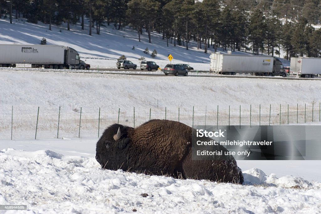 Bisonte con Colorado la interestatal 70 Tráfico en autopista montañas rocosas - Foto de stock de Aire libre libre de derechos