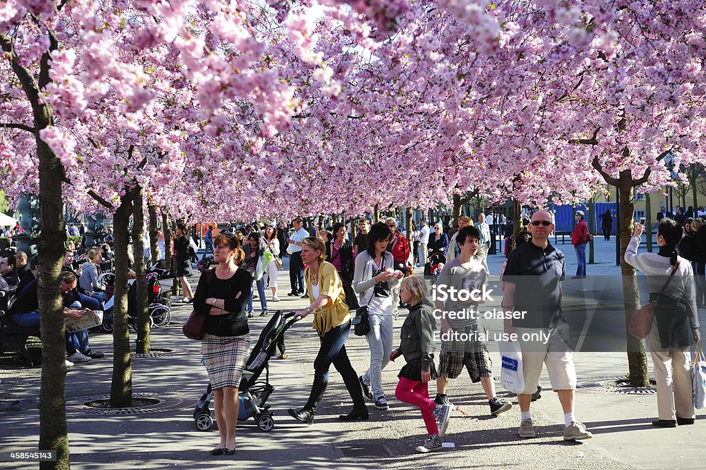 Fleur de cerisier - Photo de Adulte libre de droits