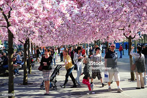 Photo libre de droit de Fleur De Cerisier banque d'images et plus d'images libres de droit de Adulte - Adulte, Arbre, Arbre en fleurs