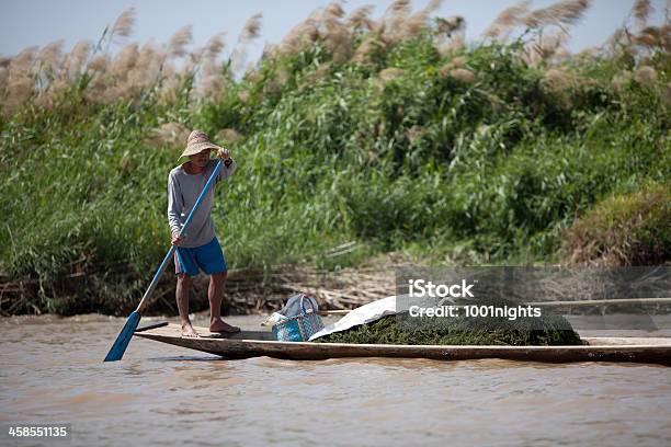 Landwirtschaft Auf See Inle Lake Myanmar Stockfoto und mehr Bilder von Meeresalge - Meeresalge, Bauernberuf, Herstellendes Gewerbe