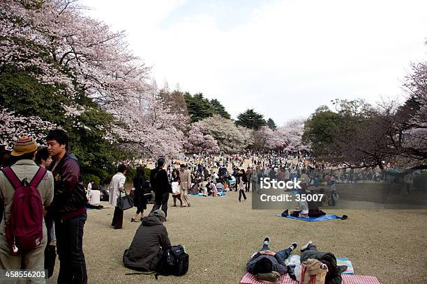 Hanami Kwiat Wiśni Wyświetlanie Strony - zdjęcia stockowe i więcej obrazów Azja - Azja, Azjaci, Drzewo