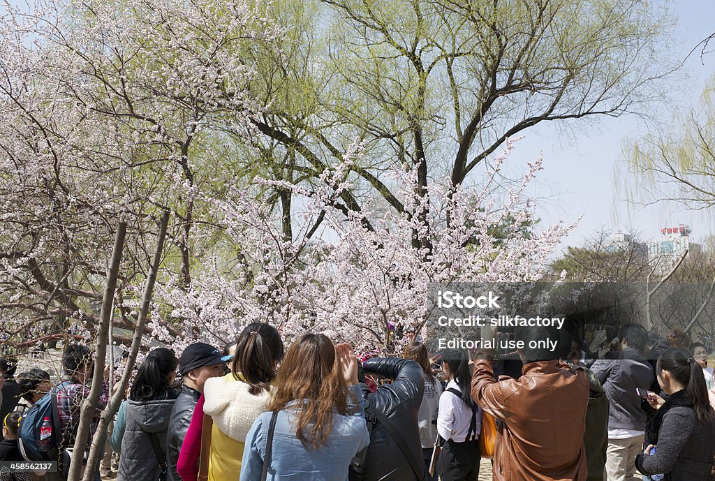 Tłum w Yuyuantan Park (Pekin) na Festiwal kwitnącej wiśni - Zbiór zdjęć royalty-free (Azja)