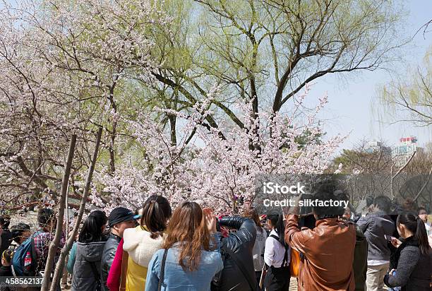 Tłum W Yuyuantan Park Na Festiwal Kwitnącej Wiśni - zdjęcia stockowe i więcej obrazów Azja