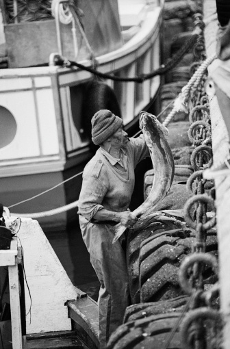 Cape Town, South Africa - 2001 : A fisherman unloads his catch of Snoek in Kalk Bay Harbour, Cape Town.