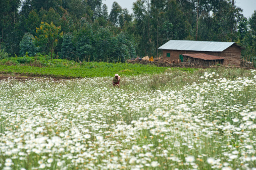 Kinigi, Rwanda - January 10, 2011: A young Rwandese woman from a small village near Kinagi is working on a Pyrethrum field.Pyrethrum is a small white daisy with natural insecticidal properties. Pyrethrum plants are belonging to the genus Chrysanthemum. They are often used as a natural insecticide which made from the dried flower heads of Chrysanthemum cinerariifolium (also called Big daisy or Dalmatian pyrethrum).