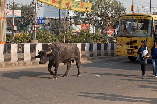 noida, india - January 14, 2012: black water buffalo and young girls are walking in front of passenger bus at street of noida new delhi india