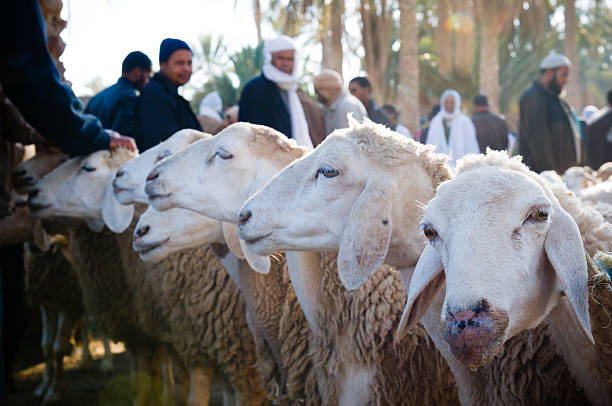 A local woman and a large sheep flock returning to the barn in the sunset, after a day of feeding in the mountains in Ninh Thuan Province, Vietnam. Travel and agriculture concept.