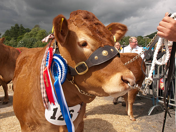 Champion Limousin Heifer stock photo