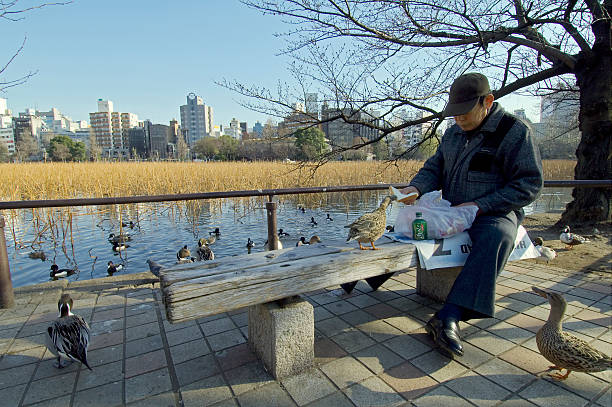 Tokyo, Japan - March 15, 2006: a japanese mid-age men feed gooses in ueno park while seated on a bench. In the background the Taito Park lake.