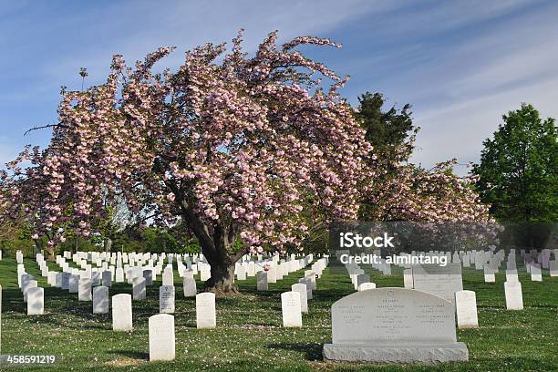 Arlington National Cemetery Stockfoto und mehr Bilder von Arlington - Virginia - Arlington - Virginia, Baum, Baumblüte