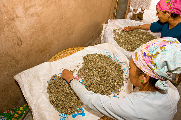 mulher escolher os grãos de café - província de yunnan imagens e fotografias de stock