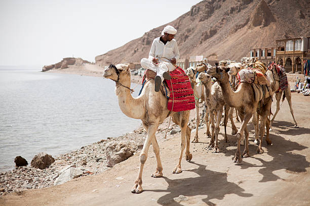 Egyptian Bedouin & Camels in Dahab Dahab, Egypt - March, 10 2010:A man riding a camel followed by others, close to the famous dive site of Blue Hole in Dahab on the southeast coast of the Sinai Peninsula dahab photos stock pictures, royalty-free photos & images
