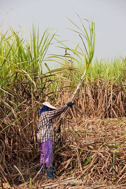 landarbeiter ernten zuckerrohr. - cut sugar cane stock-fotos und bilder