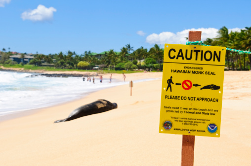 Kauai, HI, USA - September 13, 2011: On Shipwreck Beach on the south coast of Kauai, an endangered Hawaiian monk seal takes a nap on the beach after a long swim. The sign in the foreground instructs people to walk around the seal.