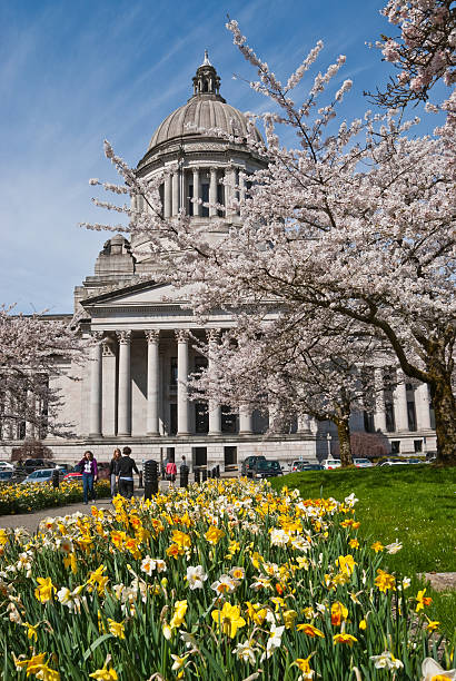 People at the Washington State, Capitol Building Olympia, Washington, USA - April 08, 2011: People Stroll Through a Garden of Daffodils and Cherry Blossoms at the Washington State, Capitol. jeff goulden government building stock pictures, royalty-free photos & images