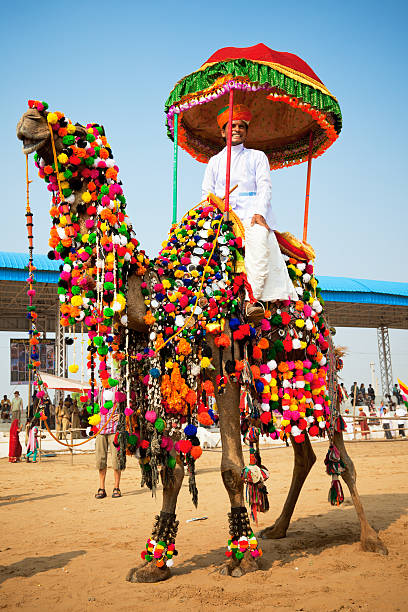 decorated camel in India Pushkar, Rajasthan, India - November 15, 2010: a man is sitting on a colorful decorated camel in the stadium at the Pushkar Camel Fair. india indian culture market clothing stock pictures, royalty-free photos & images