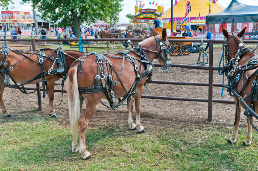 Sedalia, Missouri, United States - August 13, 2011: Draft horses with intricately studded harnesses are hitched to a rail fence at the Missouri State Fair.  Beyond the rail are colorful food booths on the fair's midway.