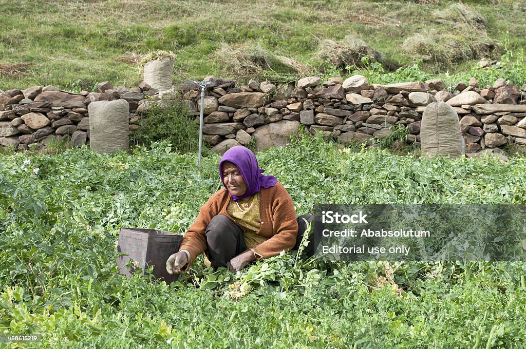 Retiro guisantes en las montañas del norte de la India - Foto de stock de Adulto libre de derechos