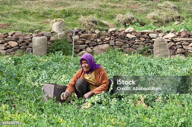 Retiro Guisantes En Las Montañas Del Norte De La India Foto de stock y más banco de imágenes de Adulto