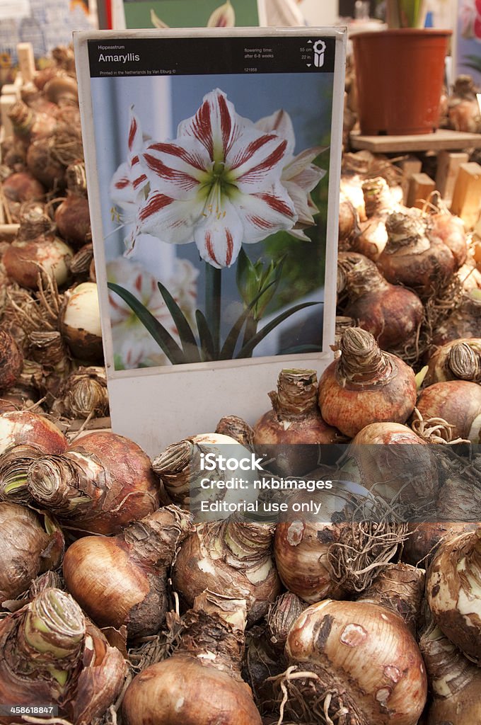 verwerken Donau landbouw Amaryllis Bulbs For Sale At Amsterdam Flower Market Stock Photo - Download  Image Now - iStock