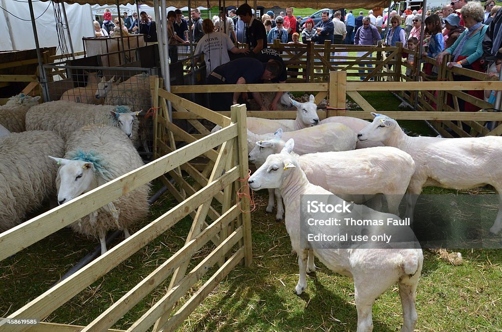 Before and After Shearing Dorchester, UK - June 17, 2012: Sheep in two pens, before and after shearing. People watching the process at Kingston Maurward agricultural show in Dorchester, Dorset. Agriculture Stock Photo