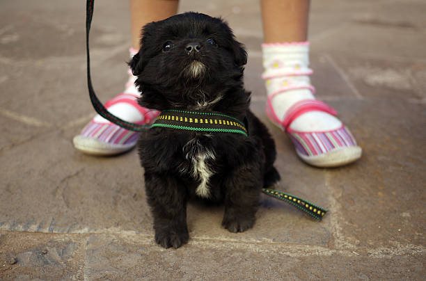 puppy dog labrador playing with a shoes