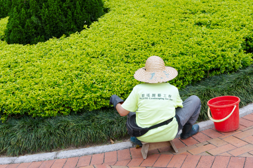Hong Kong, China - May 11, 2010: a woman working for Baguio Landscaping Services trim a bush in Kowloon Park, a large public park in Tsim Sha Tsui, Kowloon Peninsula, Hong Kong. The park is managed by Leisure and Cultural Services Department.