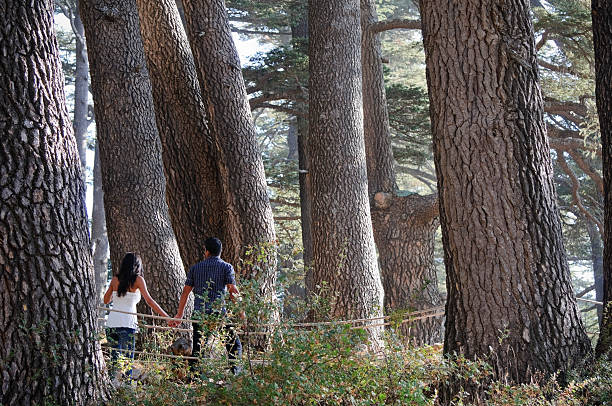 romantica nella foresta di cedro - bcharre foto e immagini stock