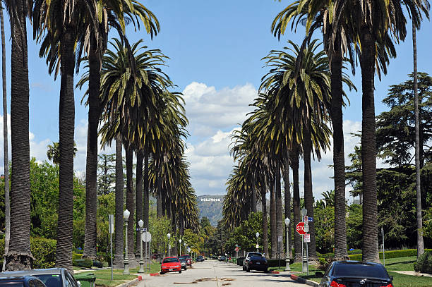 Hollywood Palms and sign Los Angeles, USA - April, 8th 2011:Windsor Boulevard lined with Palm trees looking towards the distant Hollywood hills and sign. hollywood california stock pictures, royalty-free photos & images